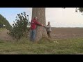 Icoon van Flevoland: de populier