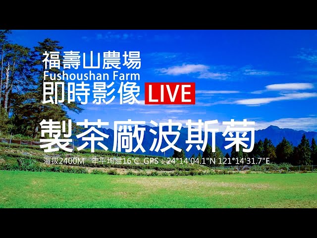 福壽山農場即時影像【製茶廠波斯菊-海拔2400m】
