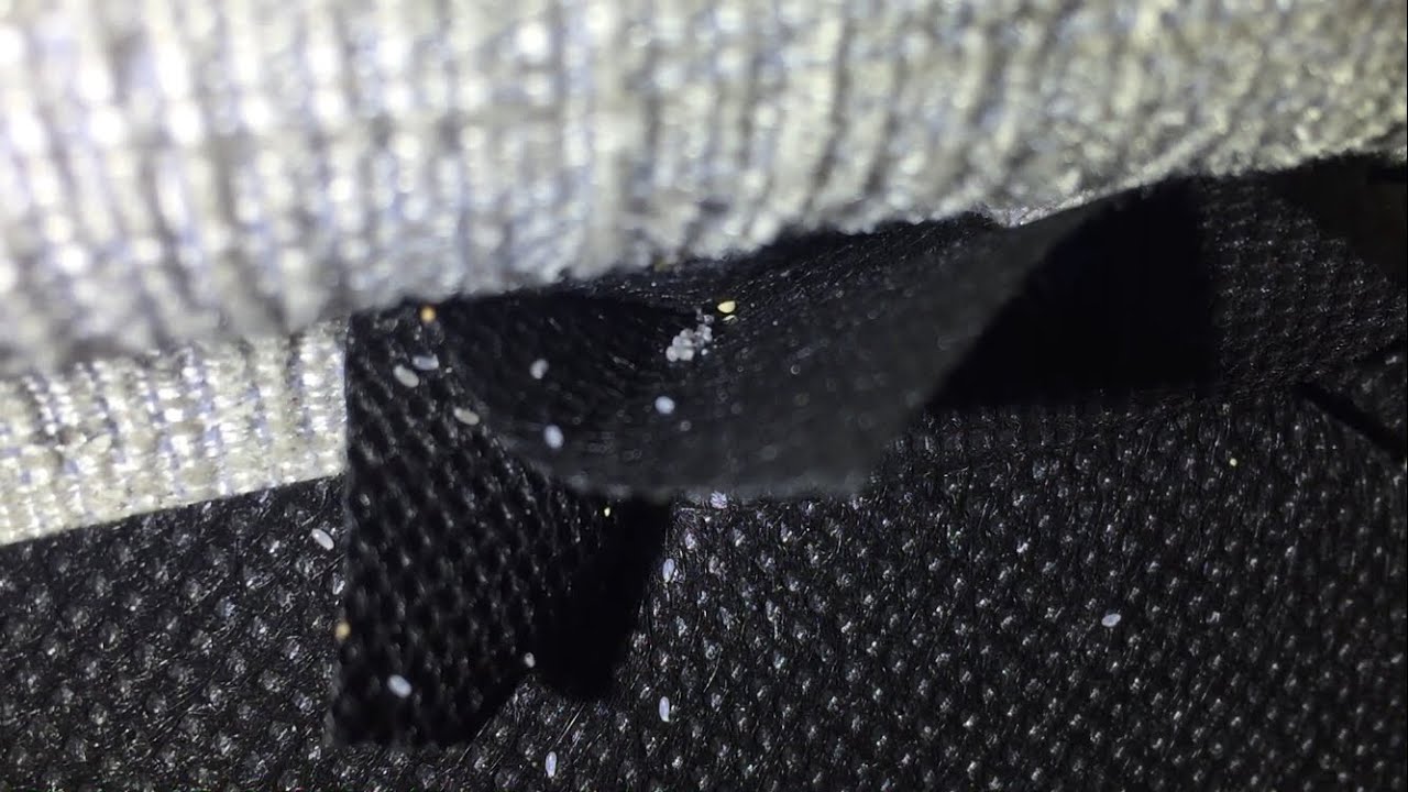 Bed Bugs - What do the eggs look like?