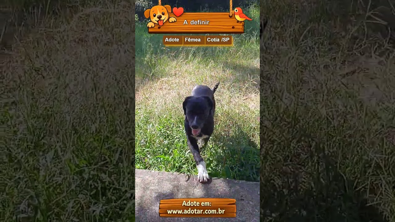 Cachorro raça SRD-ViraLata idade 2 a 6 meses nome A definir