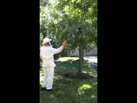 Bald-Faced Hornets' Nest Found in Titusville, NJ