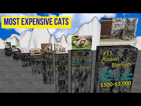 The most expensive cats in 2022