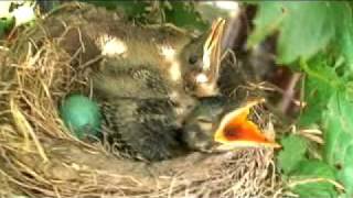 Stop and smell the Roses!