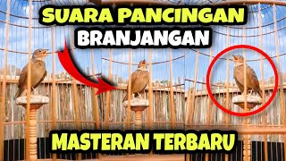 Download lagu TERBARU || SUARA PANCINGAN BRANJANGAN AGAR CEPAT BUNYI & GACOR   TERAPI SUARA MASTERAN BRANJANGAN mp3