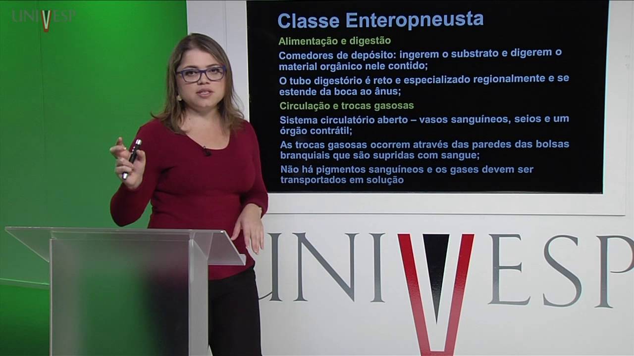 Zoologia de Invertebrados - Aula 27 - Filos Chaetognata e Hemichordata I