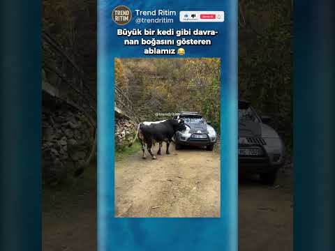 Kedi Gibi Davranan Boğasını Gösteren Kadın 🤣😆
