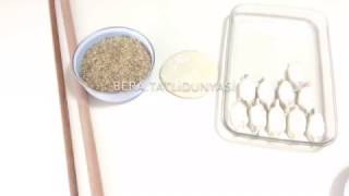 Fiyonklu Baklava Yapılışı