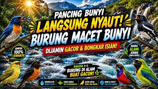 Download lagu Suara Air Mengalir Membantu Semua Jenis Burung Lebih Rajin Mengeluarkan Kicauan mp3