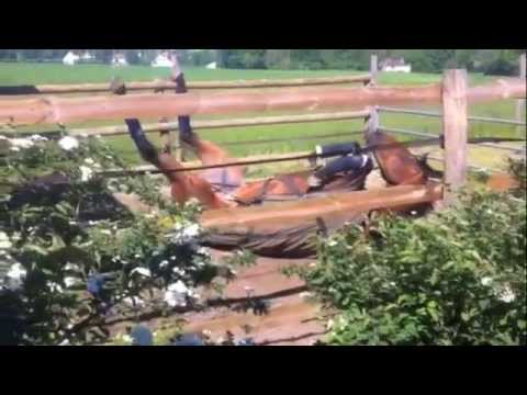 Mid Dancer fait la Tortue