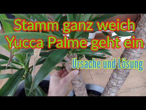 Yucca palm save trunk becomes soft mushy and gets yellow leaves Yucca dies