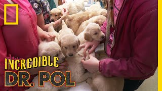 A Pack of 13 Puppies | The Incredible Dr. Pol by Nat Geo WILD