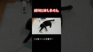 絶対に逃がさない黒猫🐈‍⬛ #猫 #黒猫 #猫動画