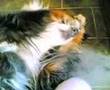 Bernese Mountain Dog2