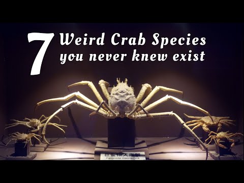7 WEIRD CRAB SPECIES YOU NEVER KNEW ARE IN EXISTENCE