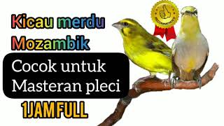 Download lagu Suara merdu mozambik cocok untuk masteran pleci mp3