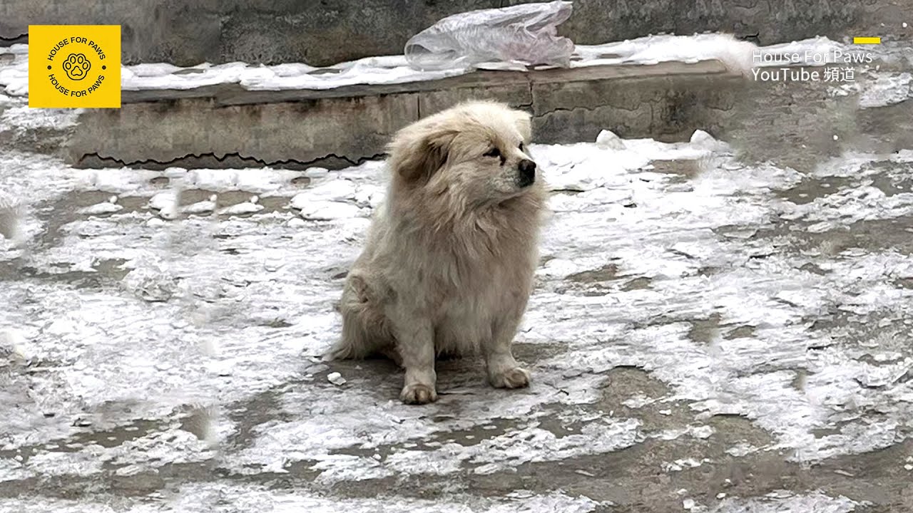 零下20度，在冰雪中狂奔的流浪狗，快要被凍僵前，遇到了改變它命運的人