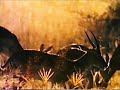 Original VHS Opening And Closing To Story Of Predators Video 2 UK VHS Tape