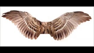 Little Wings - I Saw Reflections