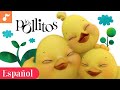 Little Chickies Children S Nursery Rhyme Sing Along Lyrics Los Pollitos Dicen Canticos