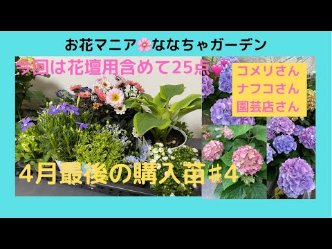 スパイダーフラワーという名前に恥じない花です。