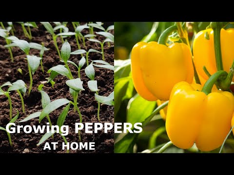 , title : 'Growing Bell PEPPERS at Home in the Open Field'