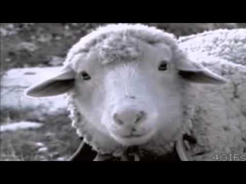 EPIC INSANE AWESOME ANIMAL VIRAL VIDEO [in FULL HD, 1080p]