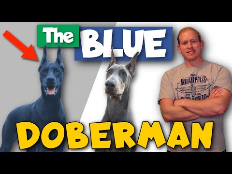 Doberman Pinscher Colors Blue