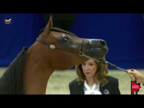 N 44 SHAMAYEL AL ZOBAIR   Dubai 2019   Fillies 2 years old Class 3