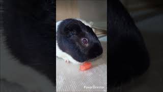 初めてのスイカPart5#モルモット#スイカ#もぐもぐ#かわいい#癒し#動物
