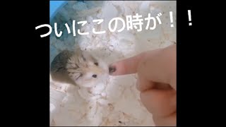 ハムちゃんに初めて手で餌あげてみた！
