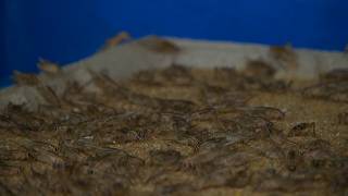 Springfield Mo, pet stores experiencing cricket shortage during heat wave