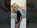 Street dog vs Home dog 🤣😃 #velujazz #dog #vaaiirundhal