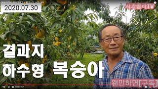 [복숭아재배] 낙과현장 가는 길에 딱딱이 대과를 만나다.