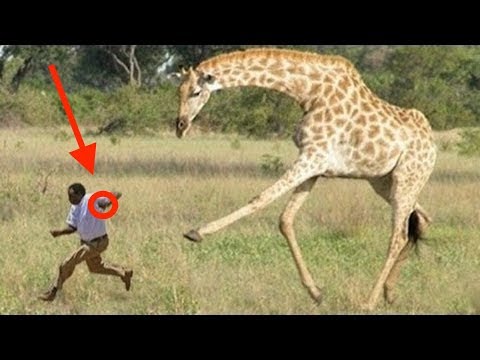download lagu mp3 mp4 Giraffe Attack, download lagu Giraffe Attack gratis, unduh video klip Giraffe Attack