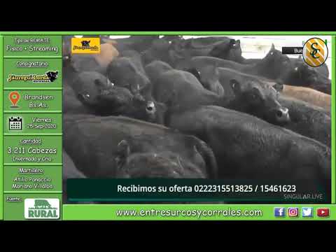 25-09-20 - Remate de Jáuregui Lorda - Especial de Invernada y Cría - Brandsen, Bs.As.