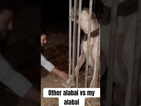 Other alabai vs my alabai #youtubeshorts #doglover #aggressive #dog #trendingshorts #viralshorts