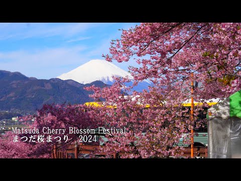 Kawazu cherry blossoms are in full bloom at Matsuda Cherry Blossom Festival 2024