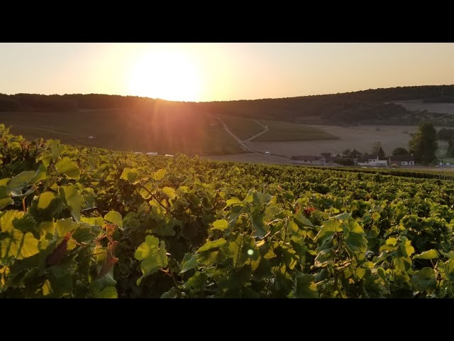 Video - vendanges 2023