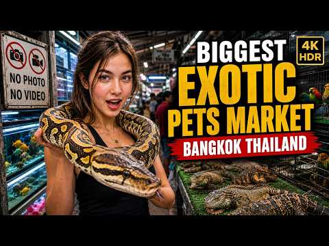 BANGKOK’S BIGGEST EXOTIC PETS MARKET! INCREDIBLE CHATUCHAK PET MARKET WALKING TOUR IN THAILAND