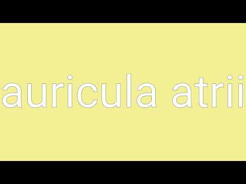 Auricula Atrii Definition & Meaning