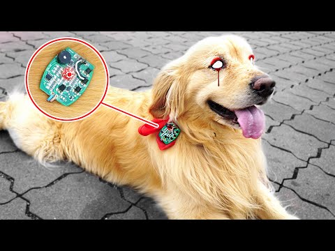 UNSER HUND LUCKY wird RC FERNGESTEUERT wegen CHIP IM OHR!! *er rastet aus*