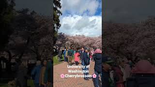 ワシントン大学の桜祭り🌸 the cherry blossoms at the University of Washington (UW)✨
