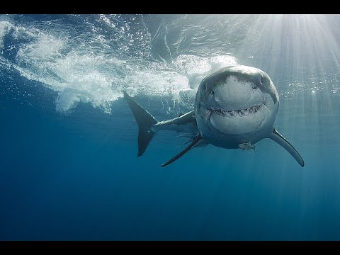 GANG BEASTS CAZZEGGIO CON CIRO E IN PIU' VENGO MANGIATO DA UN POLPO E DA UNO SQUALO