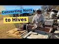 Converting nucs to hives