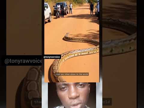 How Idemili People Respect Python! 🐍😲 #shorts #viral #trending #foryou #python #animals