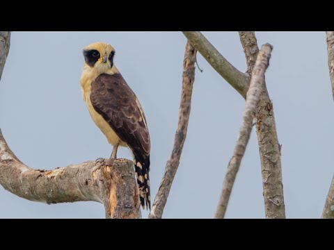 Halcón reidor ​ (Herpetotheres cachinnans),