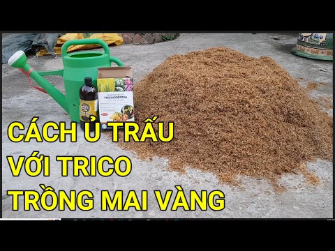 🔴 QBS23364 - INSTRUCTIONS FOR COMBUSTING LIVE HUCK RICE WITH TRICO AS GROWING MEDIUM FOR YELLOW A...