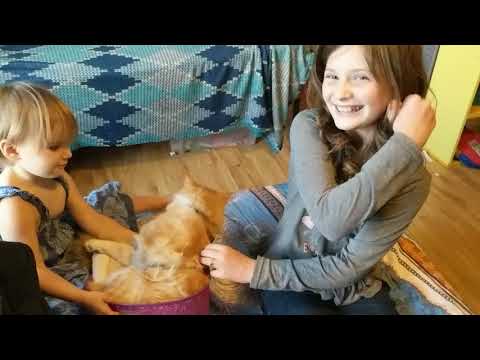 Do Maine Coon Cats make Good Pets for Kids?
