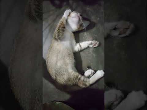 Cat talking over the phone #cat #kitten #funnycats