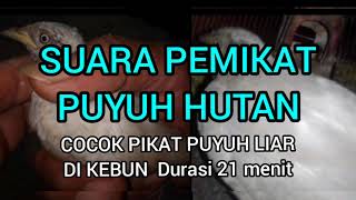 Download lagu suara pikat puyuh hutan.cocok untuk pikat puyuh liar mp3